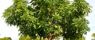Origini del legno di mango
