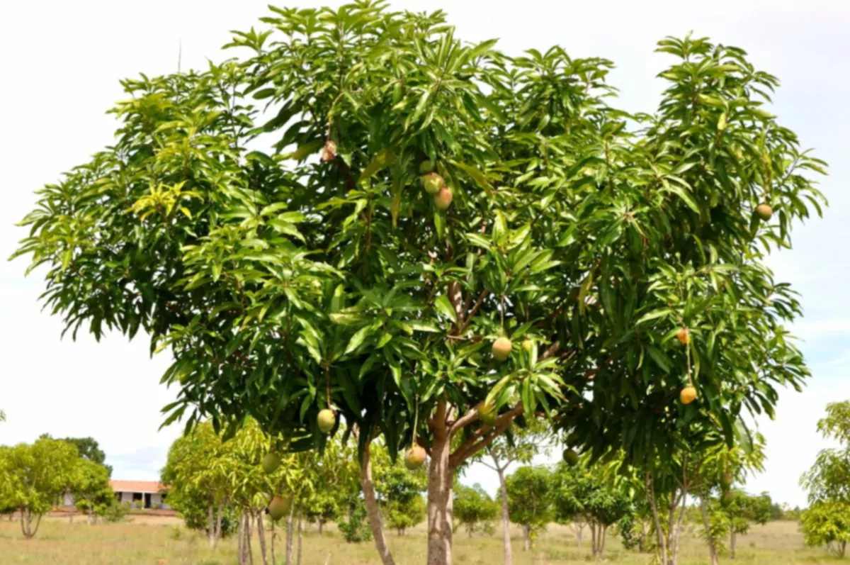 Pôvod mangového dreva